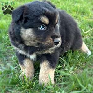 Dolly, Miniature Australian Shepherd Puppy
